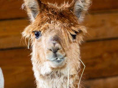 Alpaca (Suri) - De Zonnegloed - Dierenpark - Dieren opvangcentrum - Sanctuary